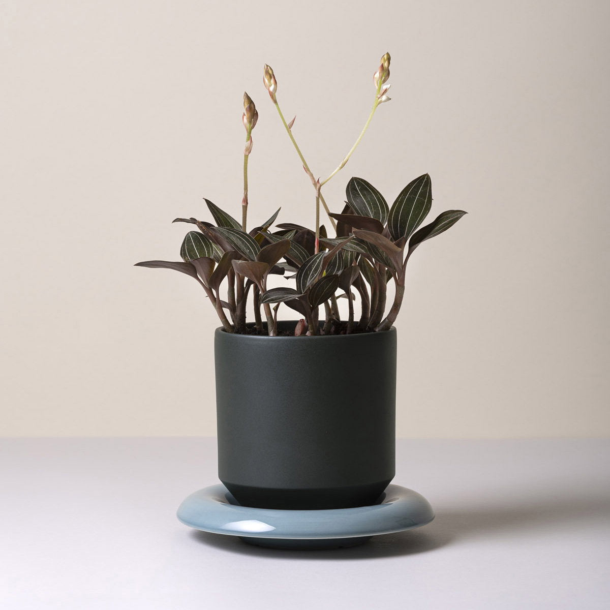 Lily Pot Forest Night