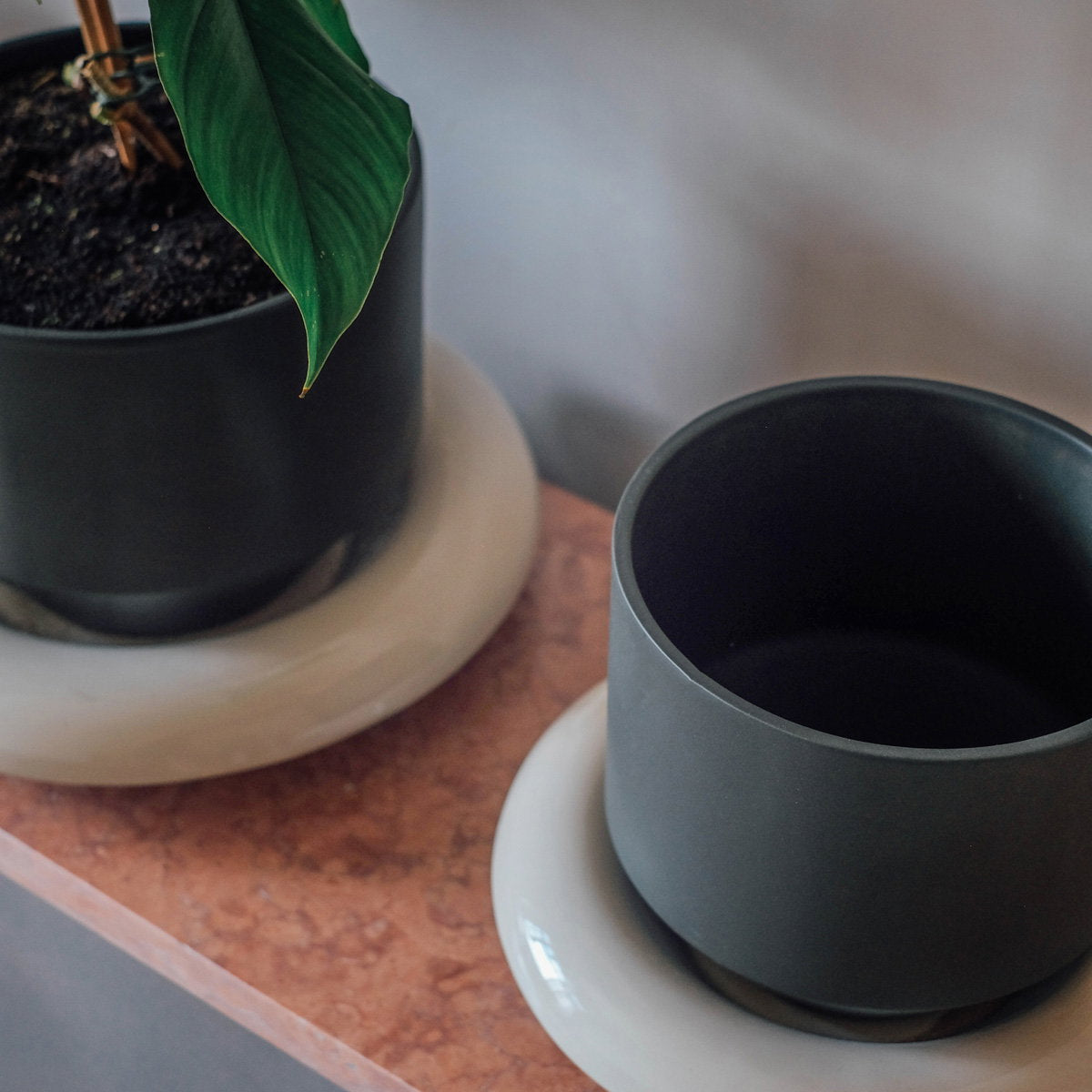 Lily Pot Forest Night