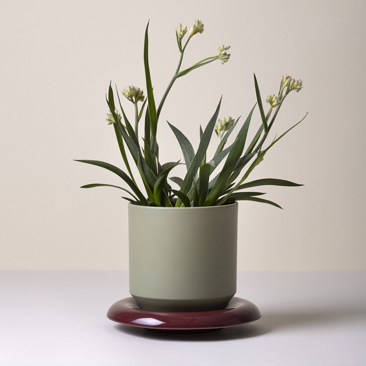 Lily Pot Sage Green