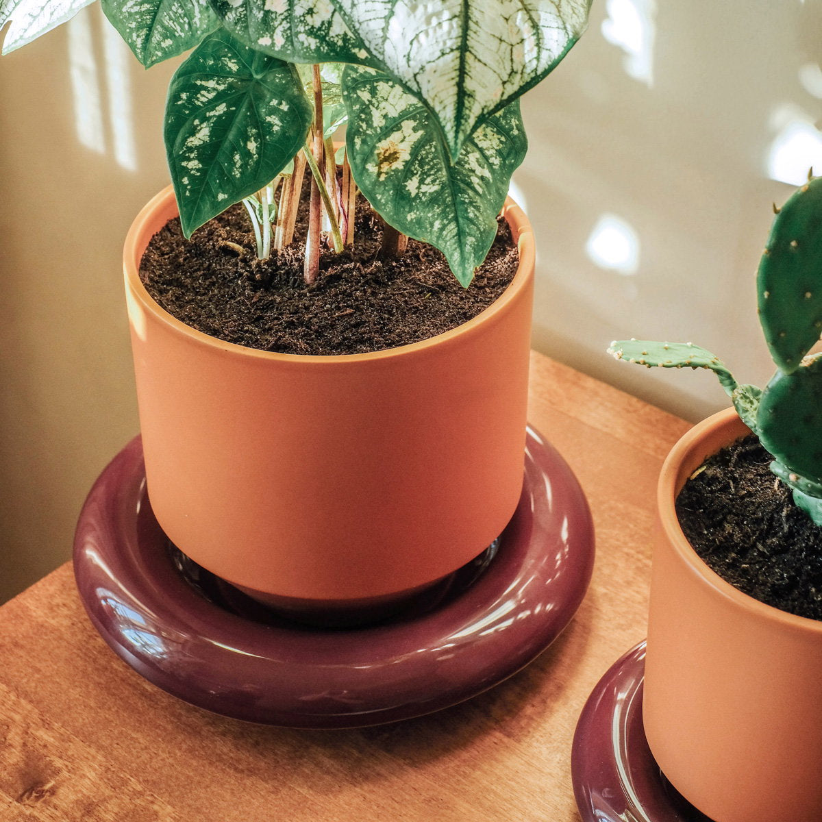 Lily Pot Tangerine Orange