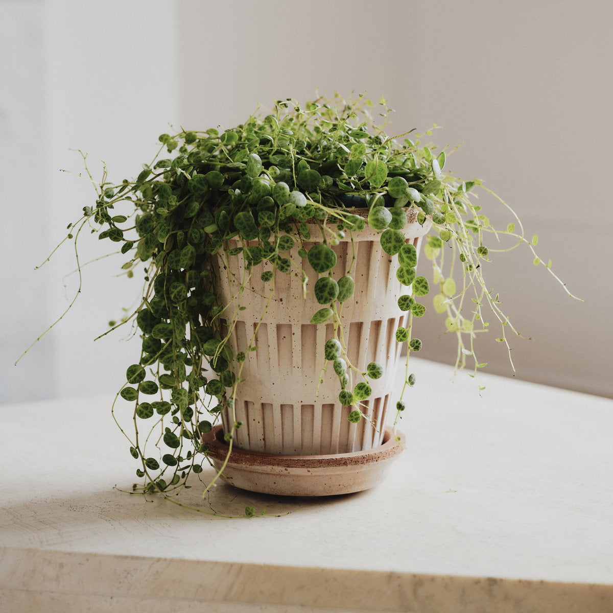 Pantheon Pot RAW Rosa