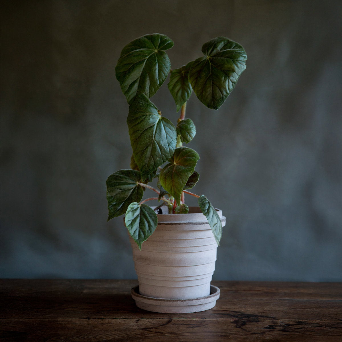 Planets Pot RAW Grey