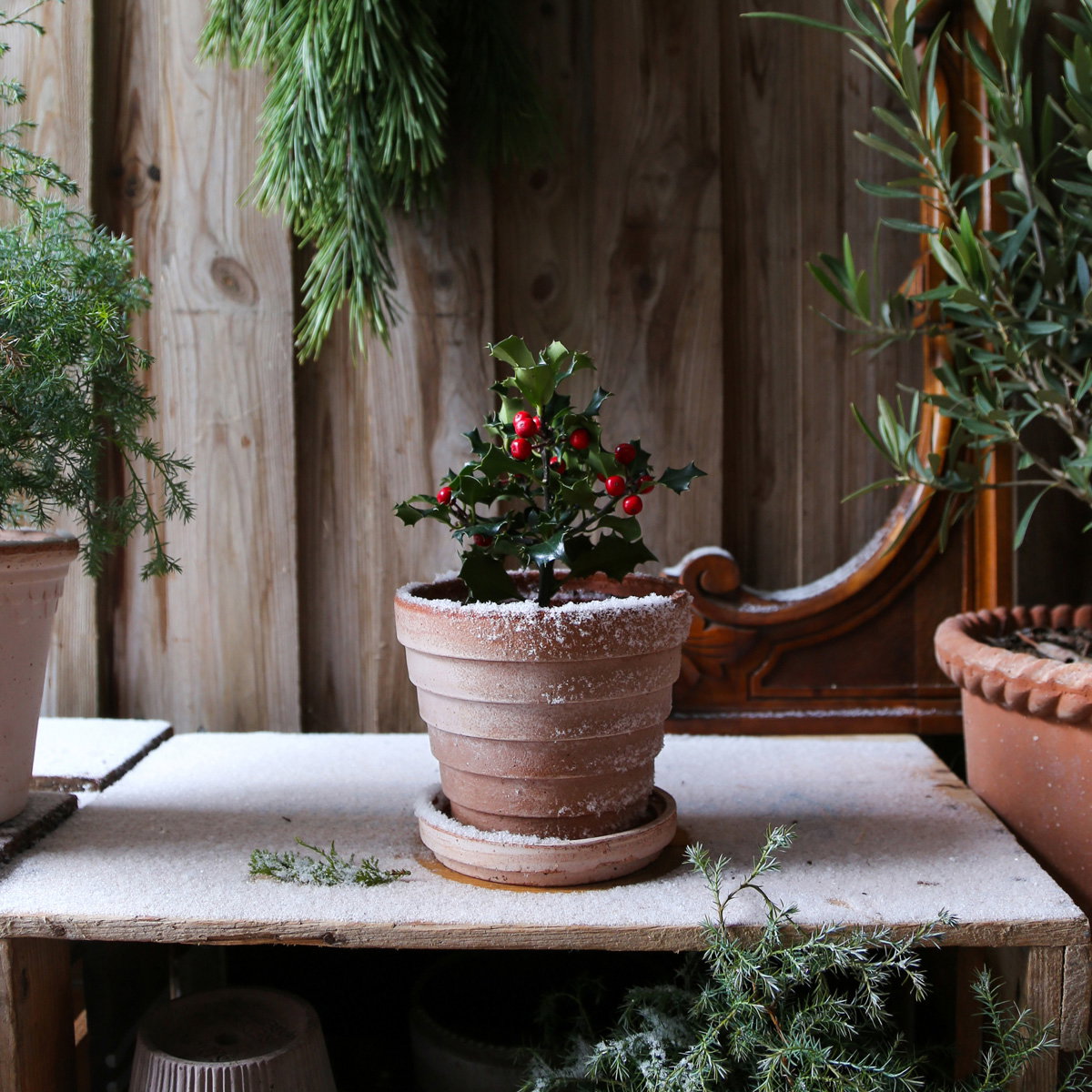 Planets Pot RAW Rosa