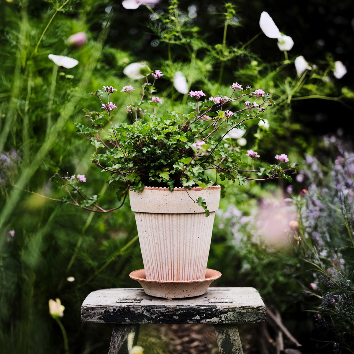 Simona Pot RAW Rosa