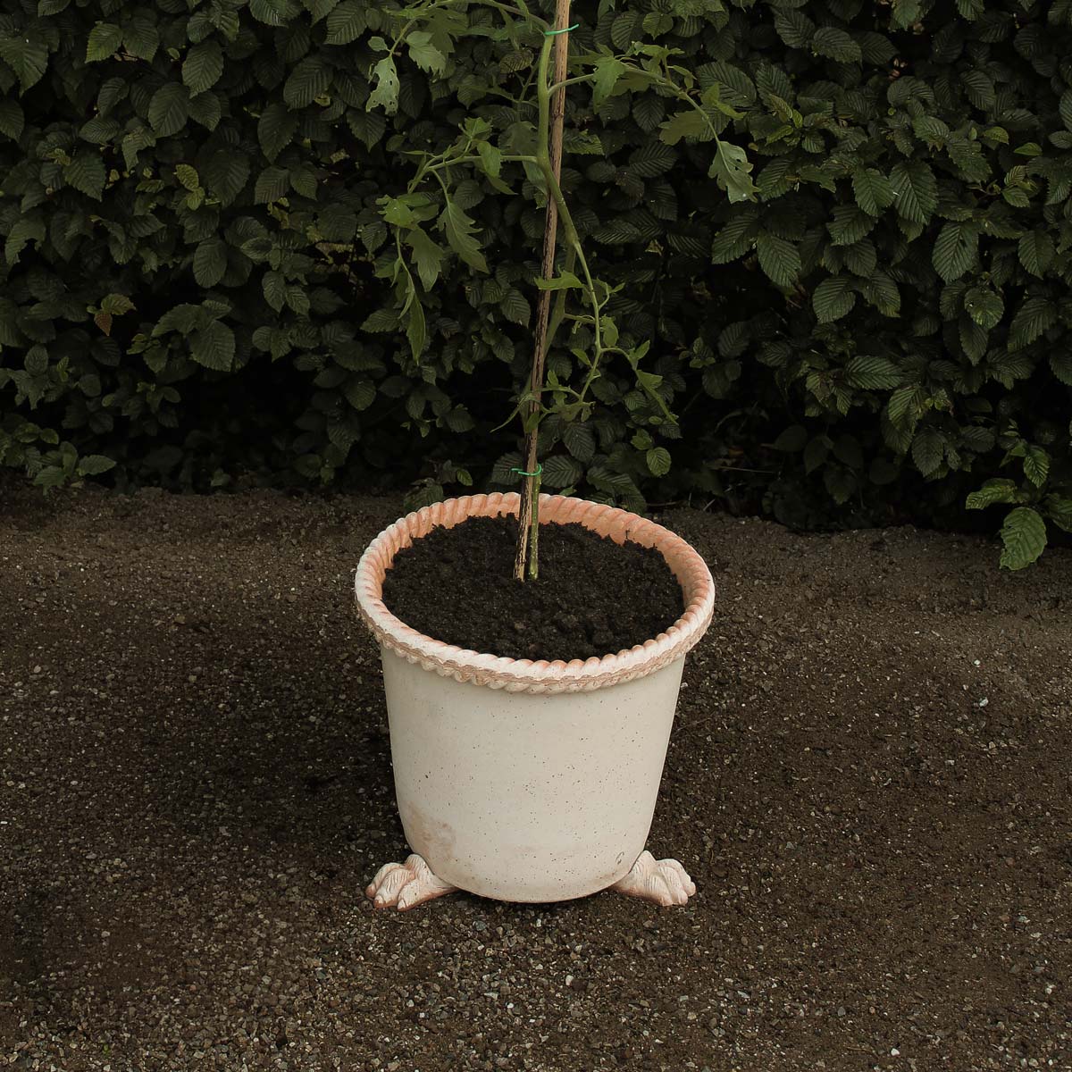 Lion paw Pot feet RAW Rosa