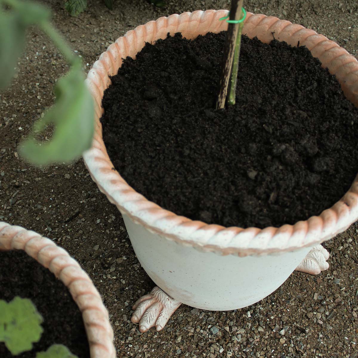 Lion paw Pot feet RAW Rosa