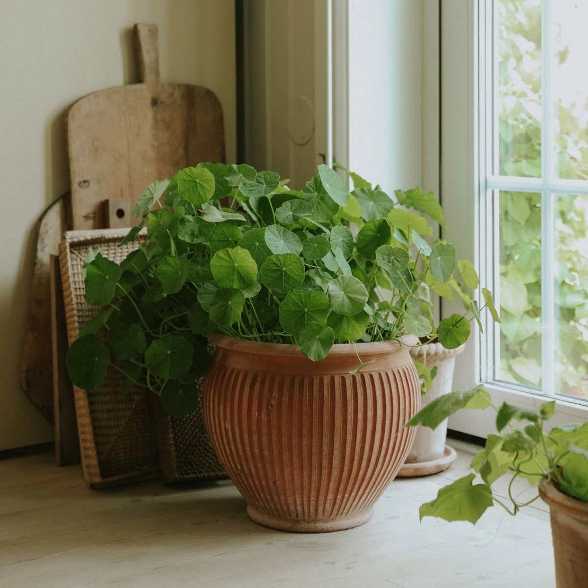 Piccolina Pot RAW Rosa