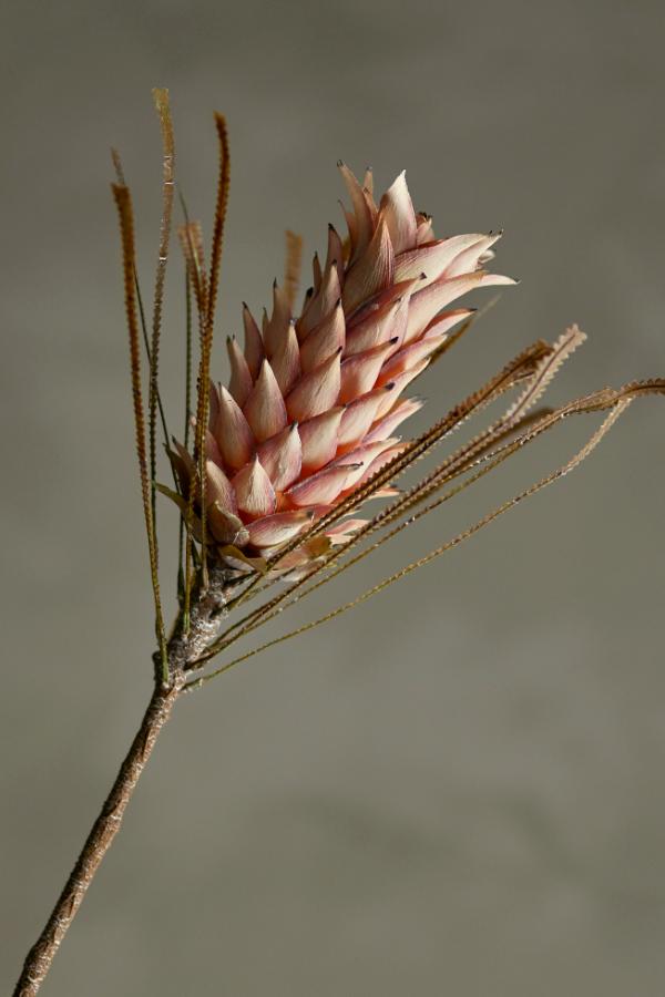 Bloomingville Palmflower Stem, Rose, Artificial Flowers